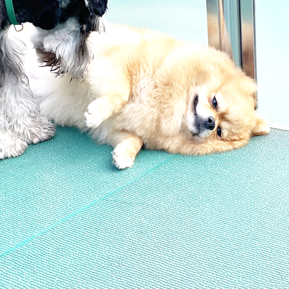 生徒が撮影したモデル犬♪